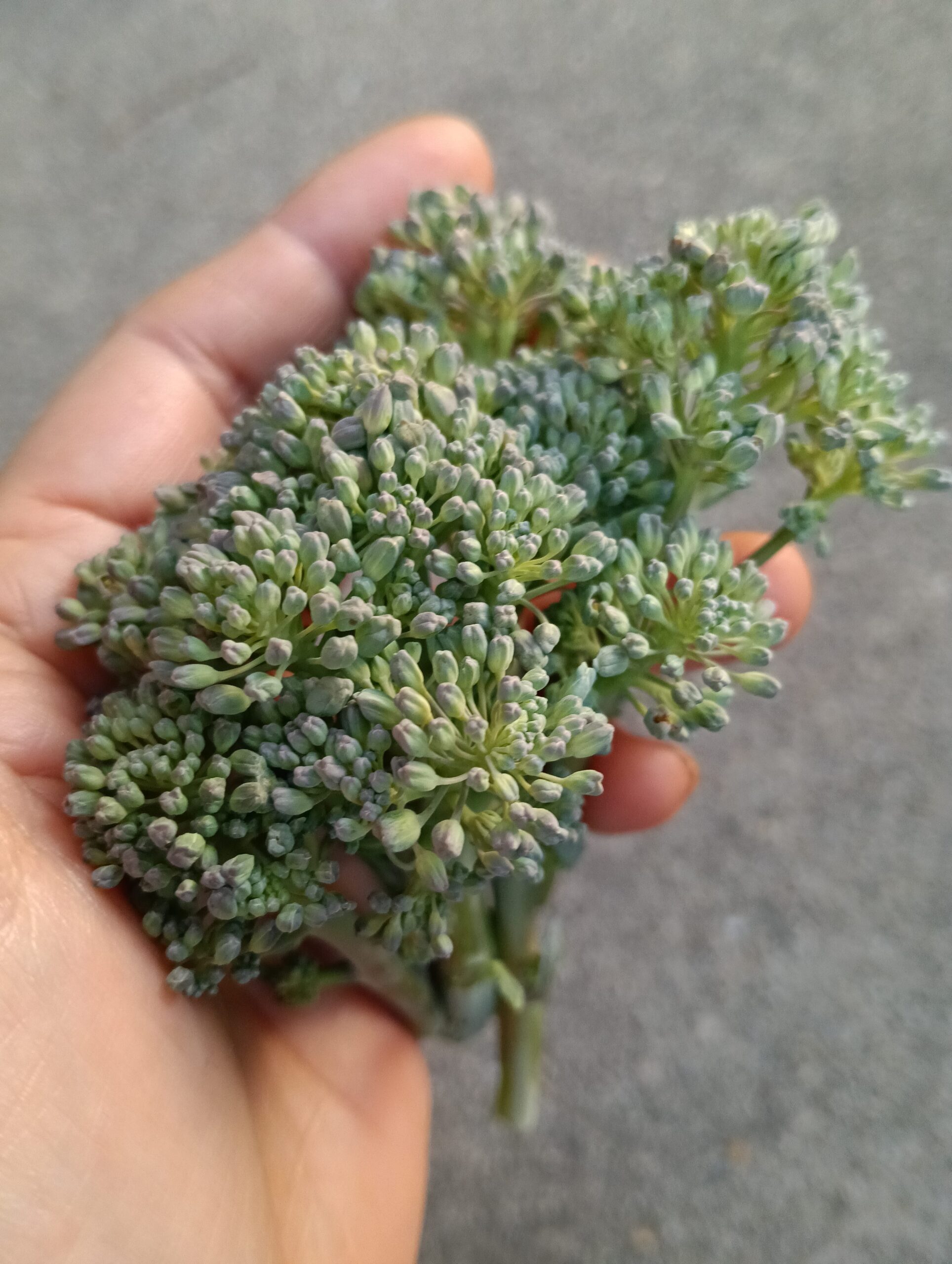 手に取ったブロッコリー