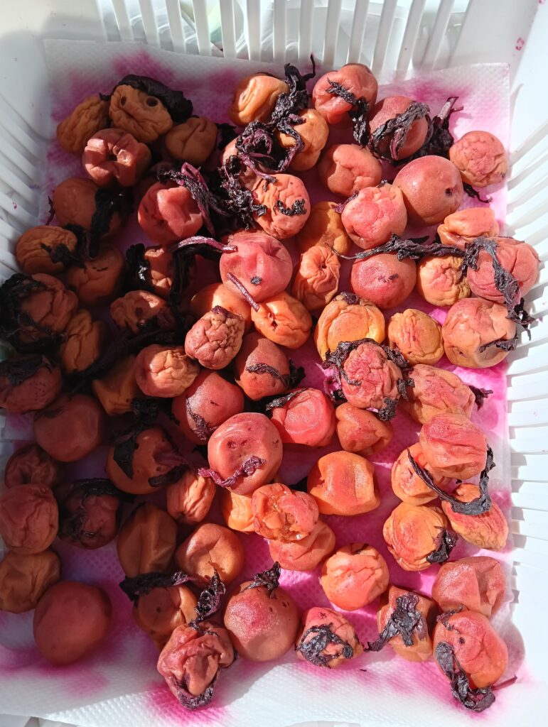 自家製梅干し写真