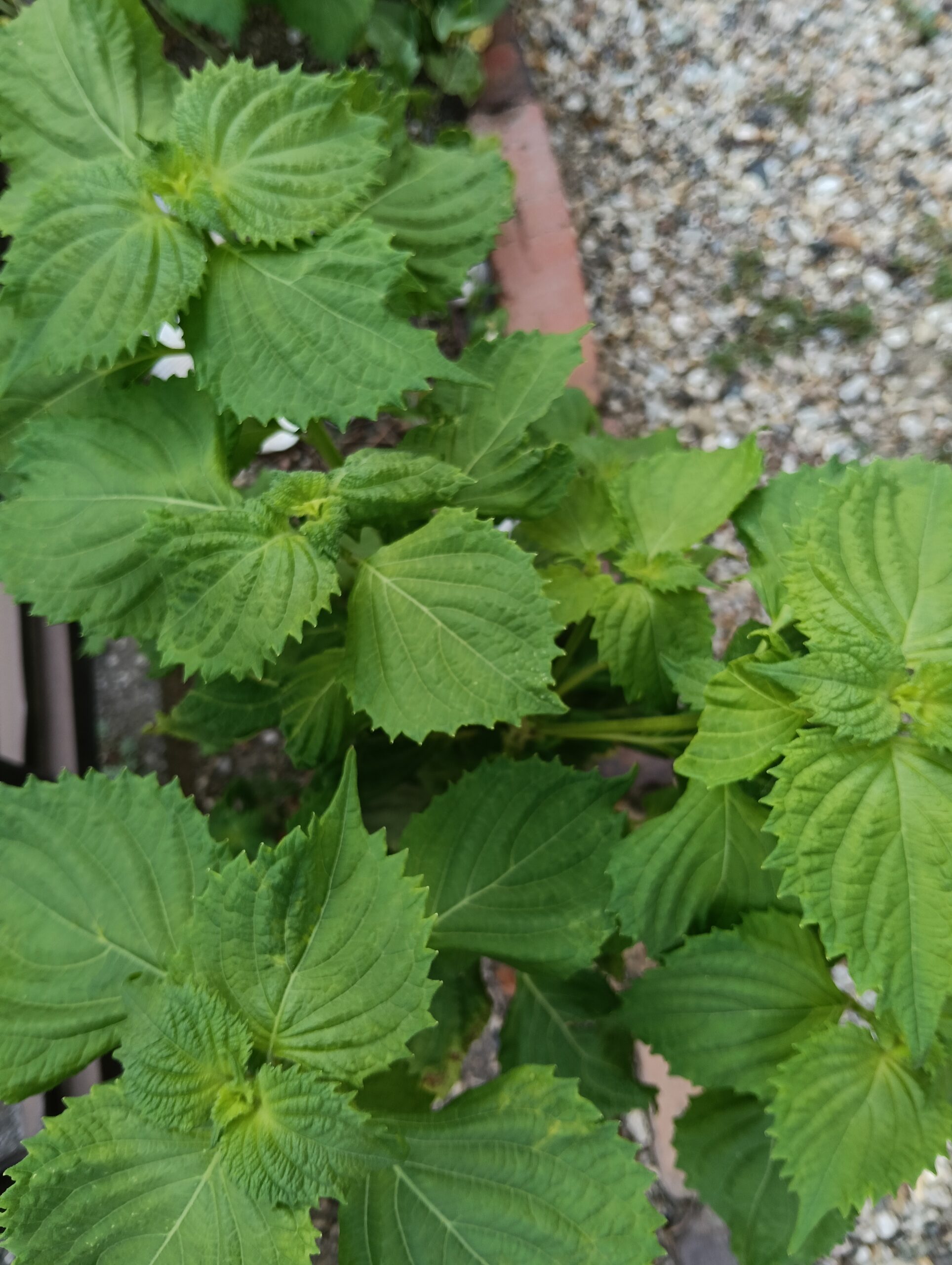 しそ（大葉）の写真