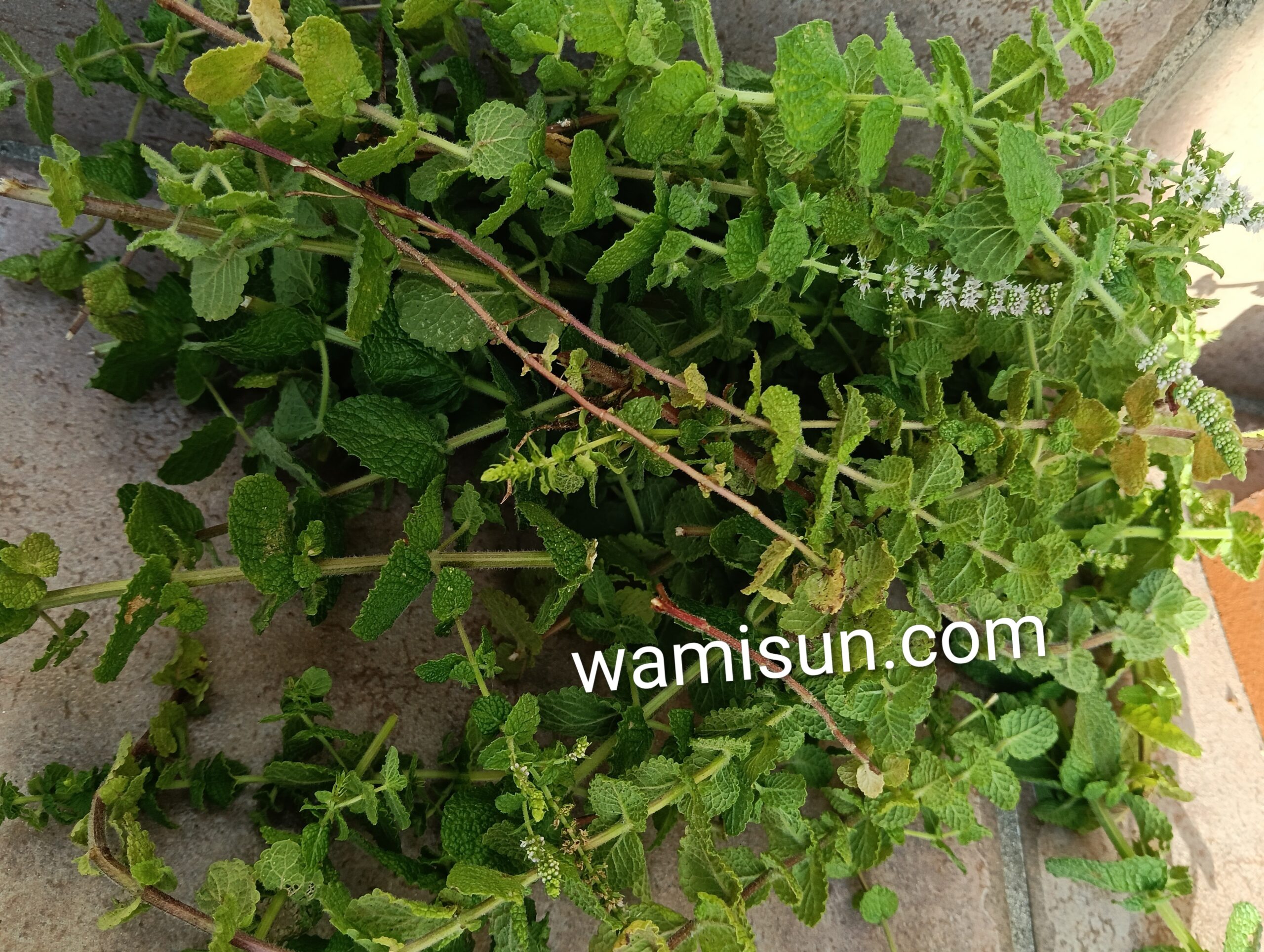 アップルミント刈り取った写真