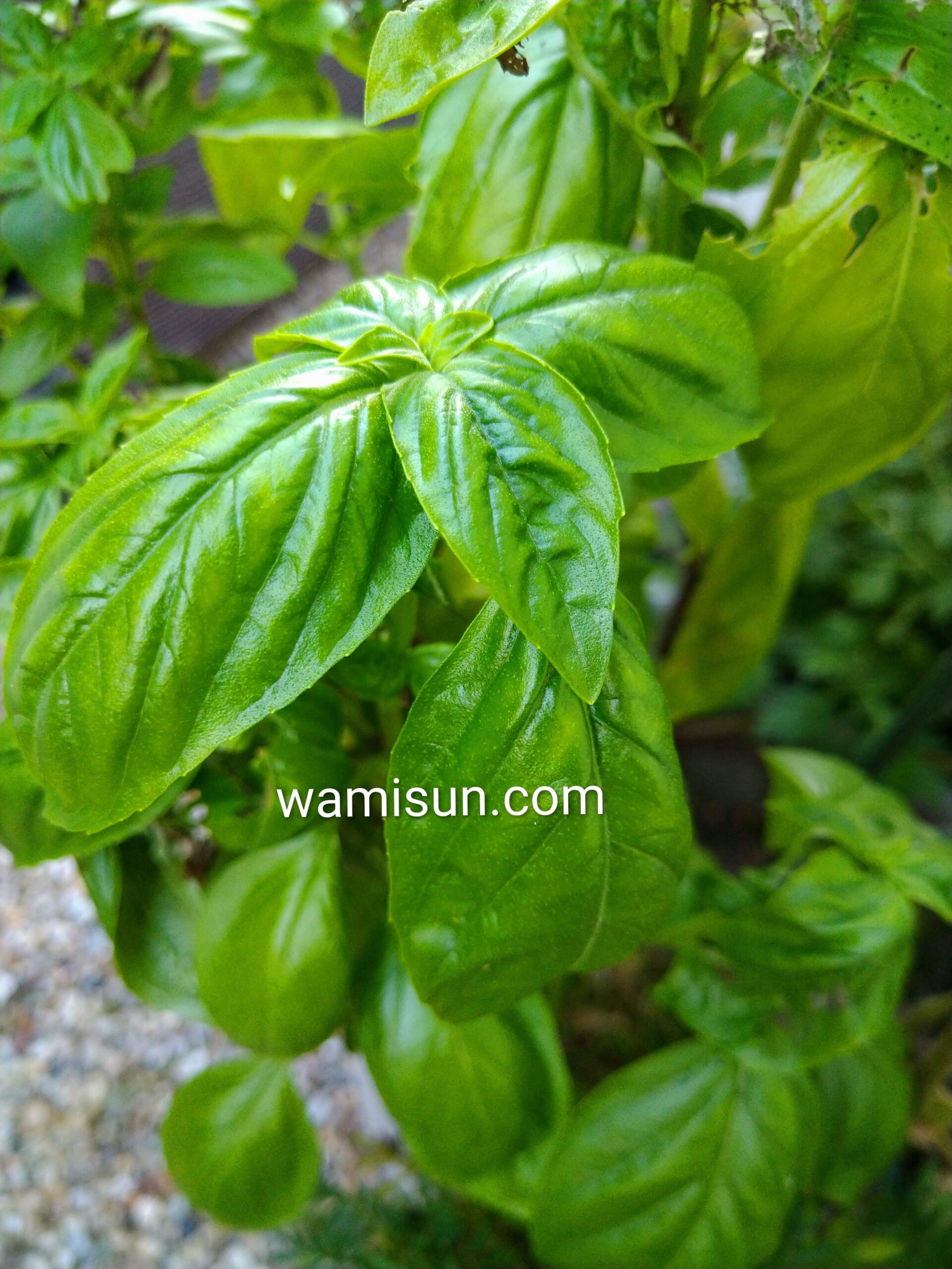 ハーブバジルの画像